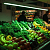 Лампа светодиодная PLED T8-1200 Food Green 18Вт G13 230В/50Гц CL/PL для подсветки овощей/фруктов/зелени Pro+ JazzWay 5006546